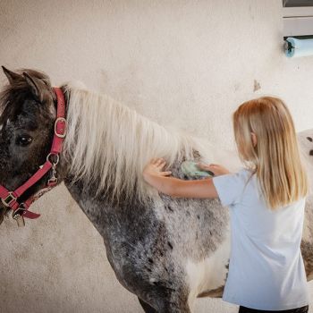 michaelaraningeranikapferdunbenanntefotosession016