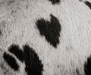 michaelaraningeranikapferdunbenanntefotosession031