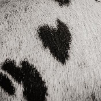 michaelaraningeranikapferdunbenanntefotosession031